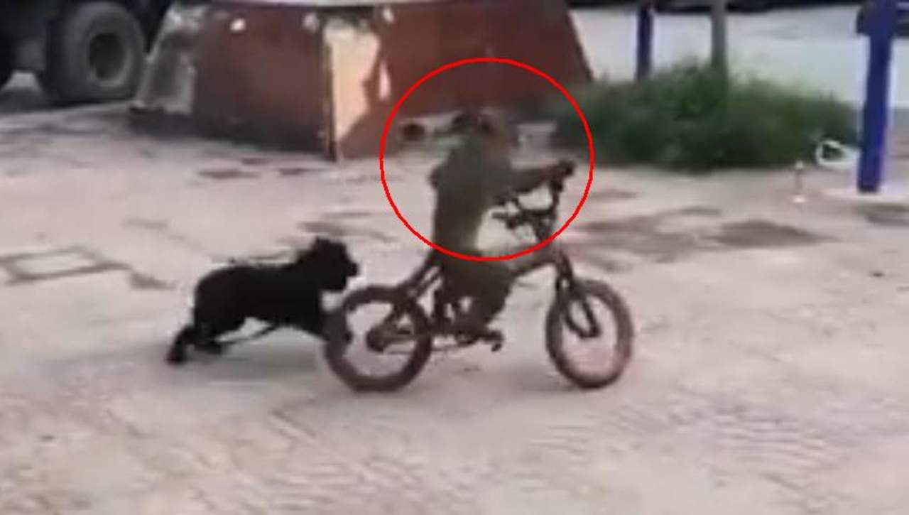 VIRAL: Mono protagoniza persecución en una bicicleta. Noticias en tiempo real