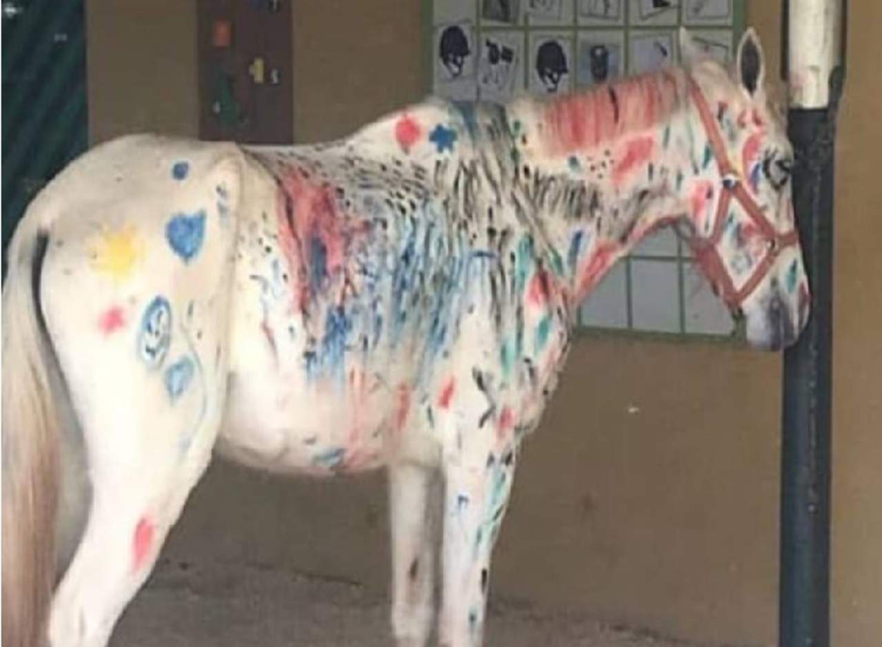 Niños pintan sobre caballo y causa indignación. Noticias en tiempo real