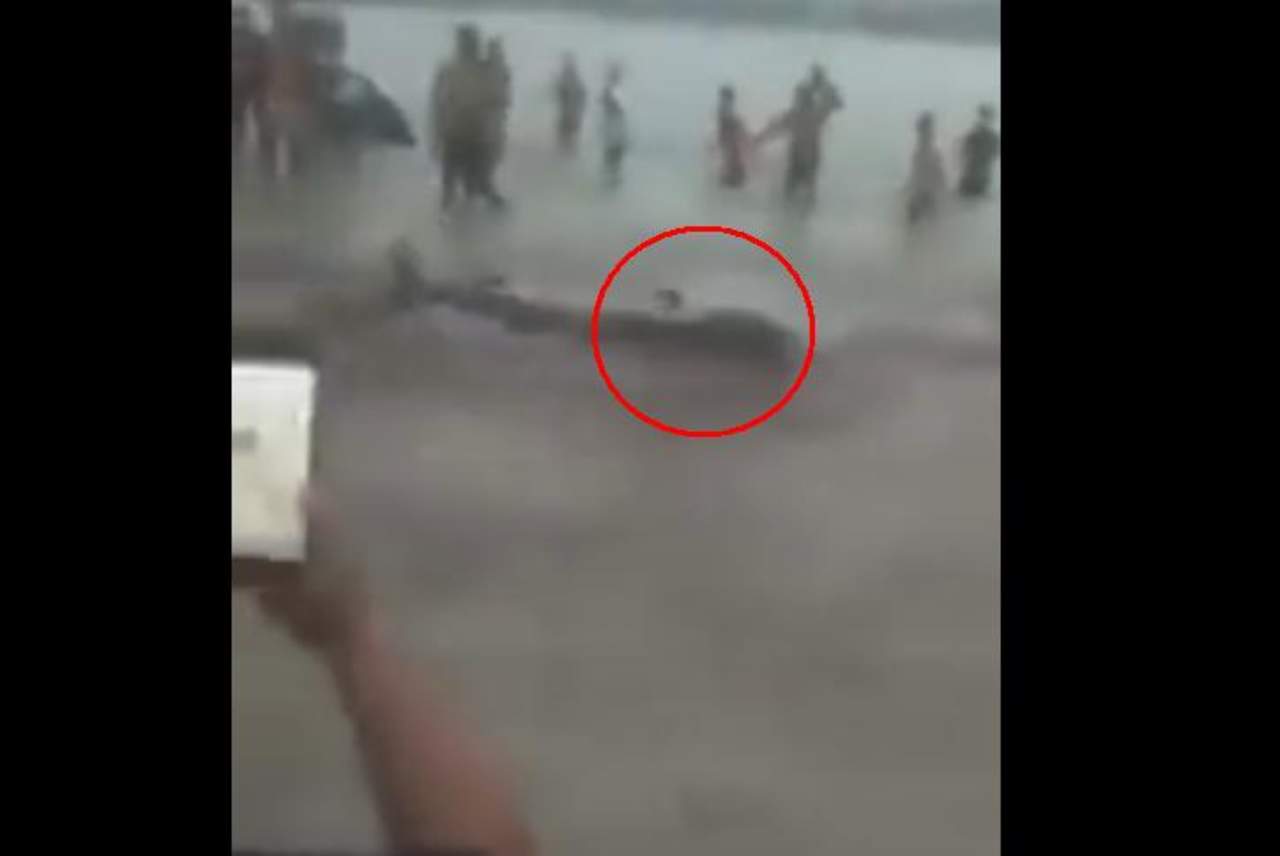 VIRAL: Captan a tiburón a punto de atacar a turistas. Noticias en tiempo real