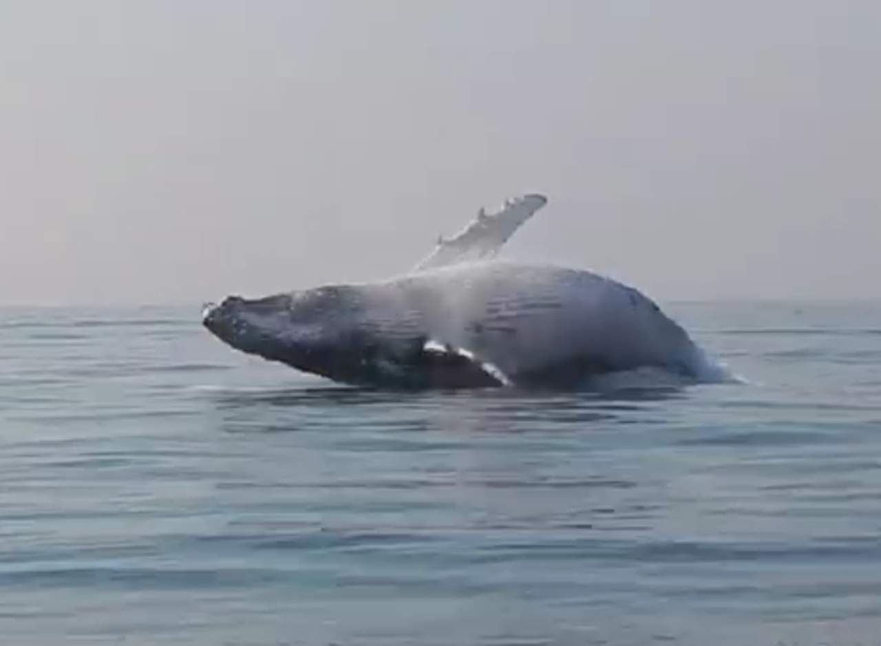 La ballena que salta como delfín resulta encantadora. Noticias en tiempo real