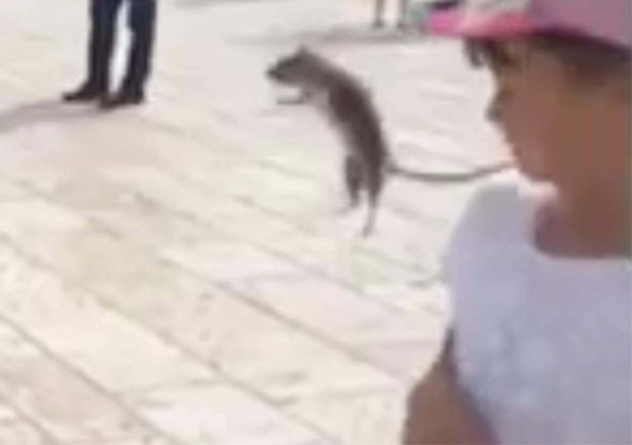 VIDEO: Huían de rata y algo inesperado sucede. Noticias en tiempo real