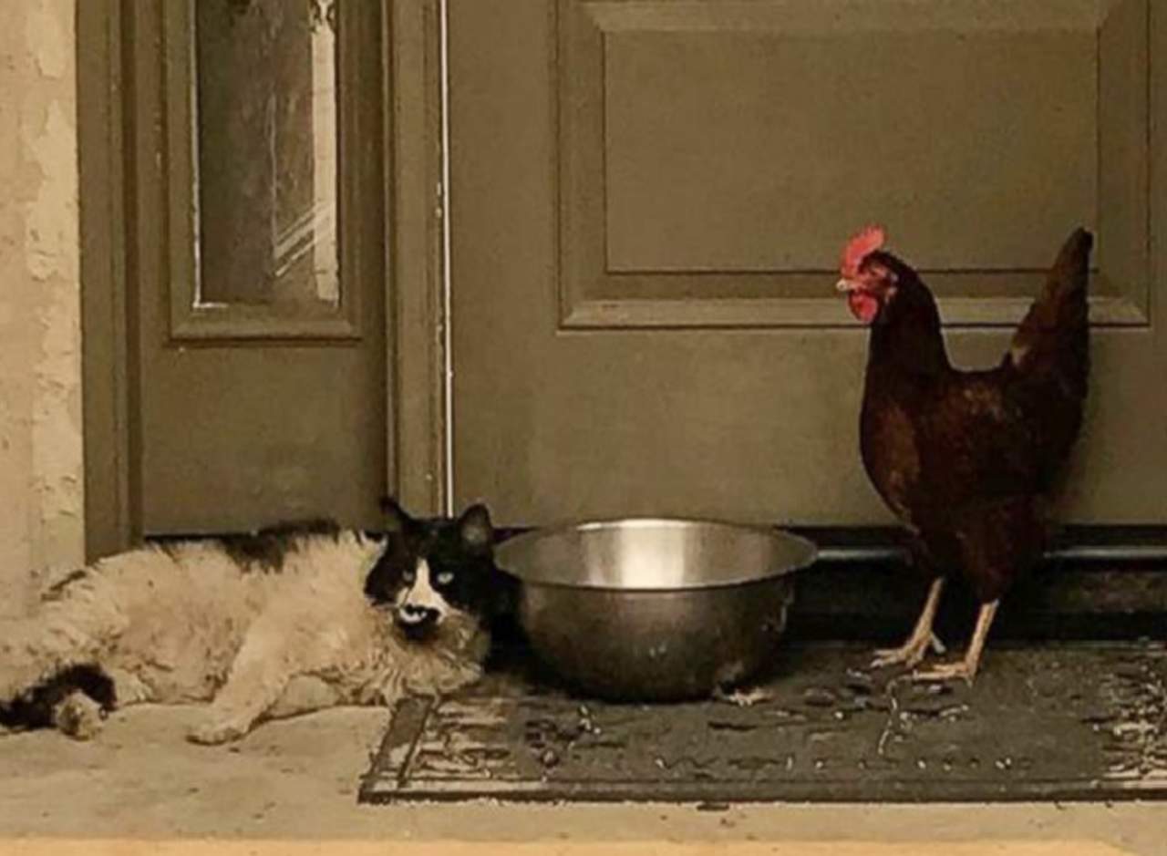 Gato y pollo se hacen amigos buscando refugio. Noticias en tiempo real