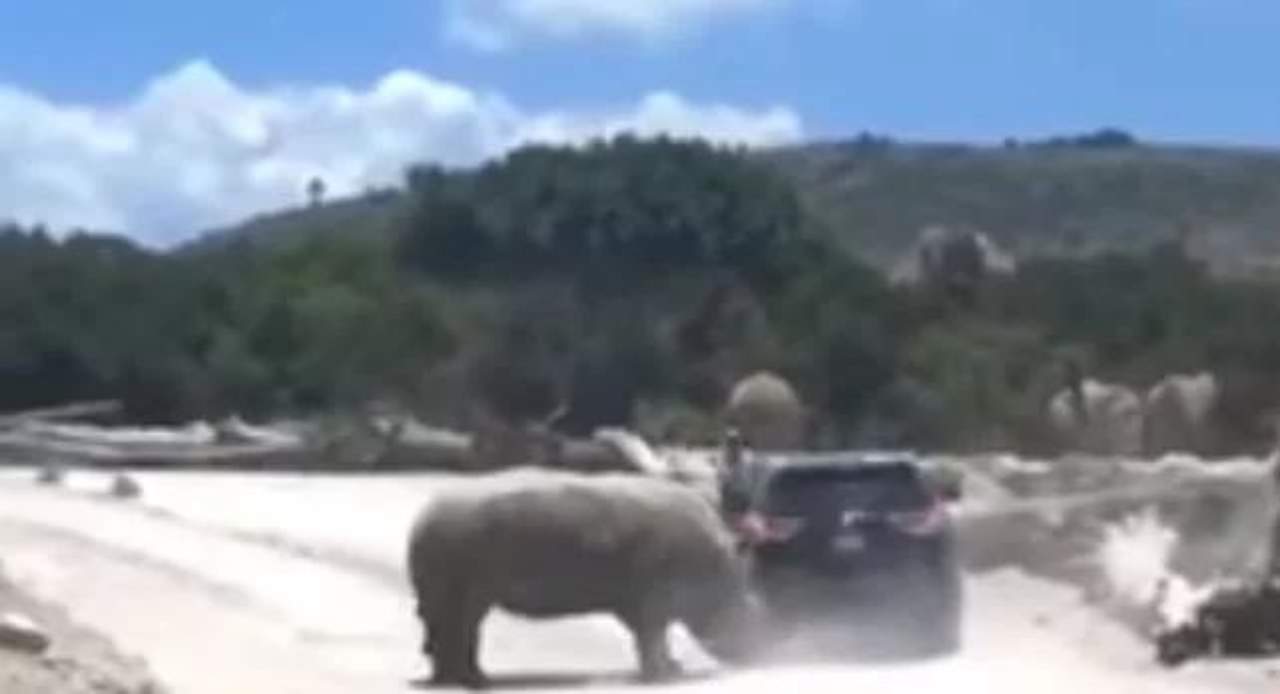 VIRAL: Rinoceronte ataca a una familia en parque de Puebla. Noticias en tiempo real