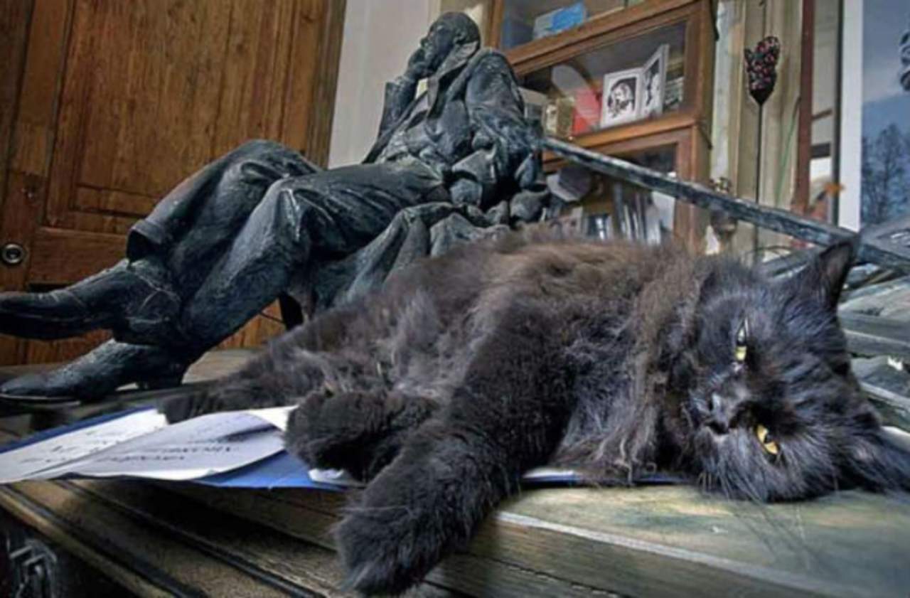 Roban gato empleado que vivía en un museo de Moscú. Noticias en tiempo real