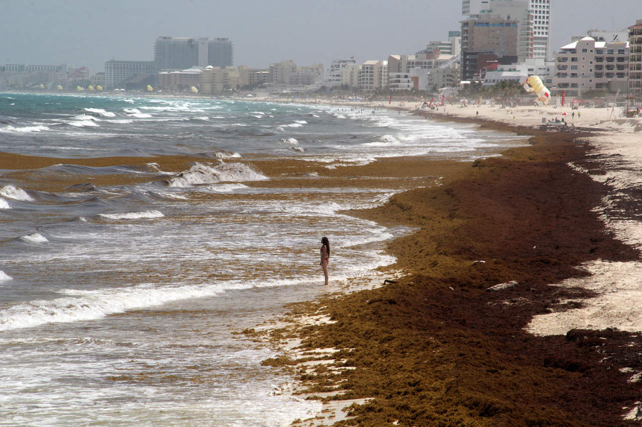 Pega Sargazo al turismo en playas de Quintana Roo. Noticias en tiempo real