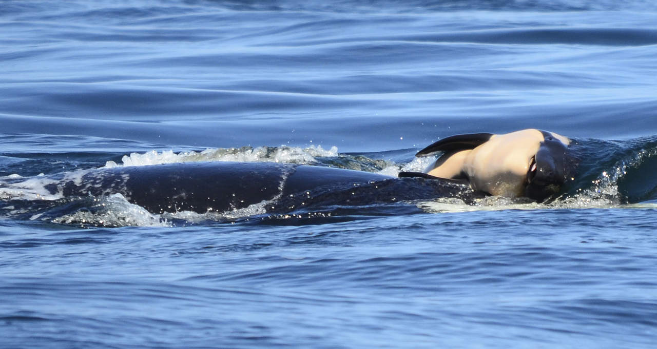 Orca lleva más de 2 semanas empujando cadáver de cría. Noticias en tiempo real