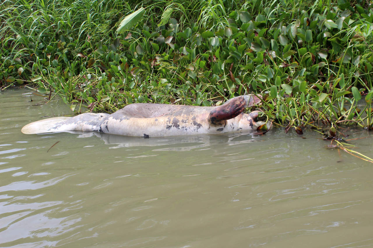 Muere la fauna acuática en ríos de Tabasco; hay 6 mil familias afectadas. Noticias en tiempo real