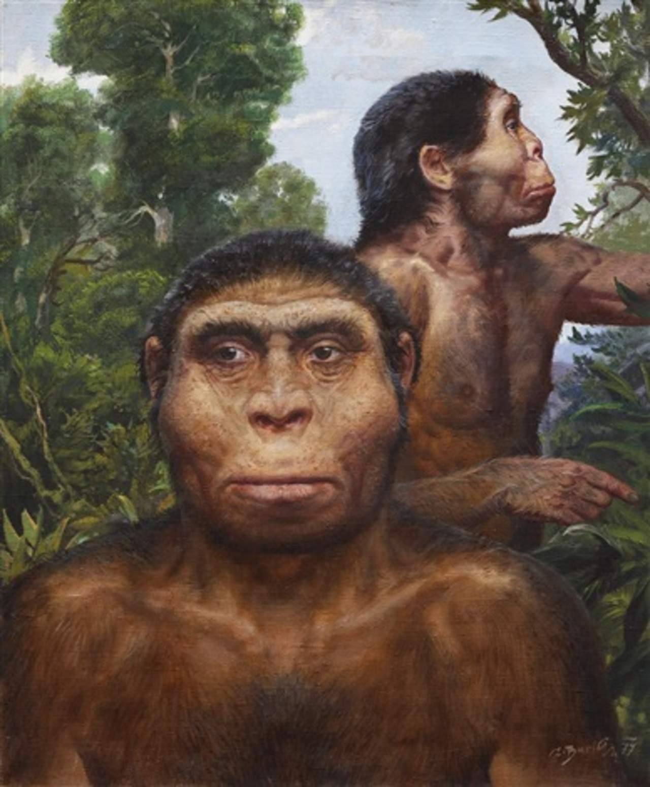 Pereza ayudó a la extinción del Homo erectus, según estudio. Noticias en tiempo real