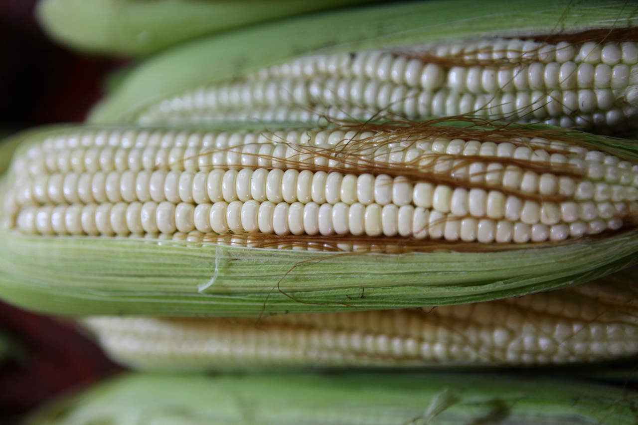 Tipo de maíz mexicano reduciría uso de fertilizantes. Noticias en tiempo real