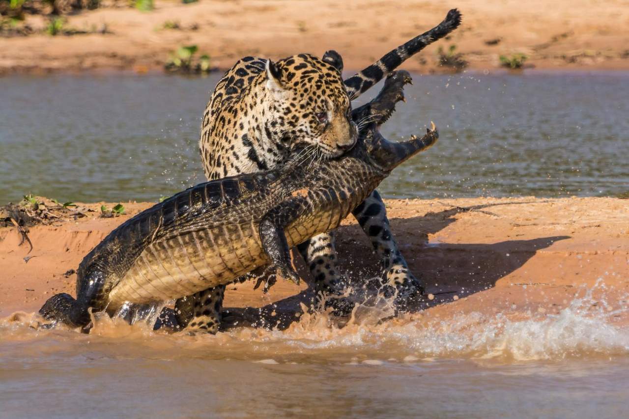 La viral e impresionante batalla entre un jaguar y un caimán. Noticias en tiempo real