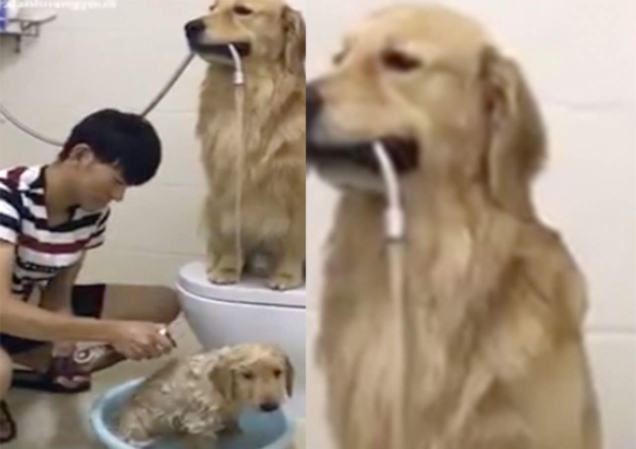 Adorable Golden Retriever ayuda a bañar a su cachorro. Noticias en tiempo real