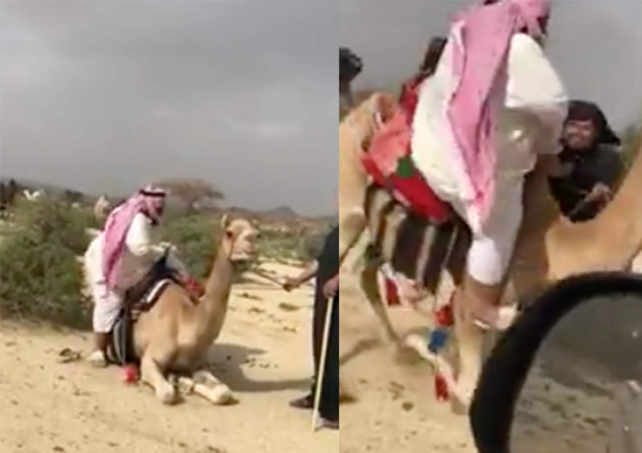 Intenta montar camello pero sufre vergonzoso accidente. Noticias en tiempo real