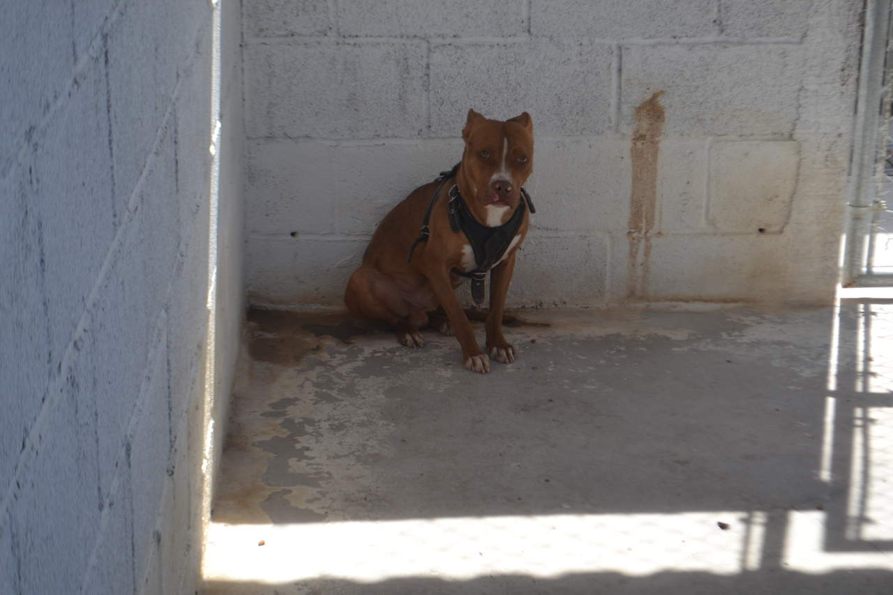 Abren investigación tras muerte de perro en hotel de mascotas en Torreón. Noticias en tiempo real