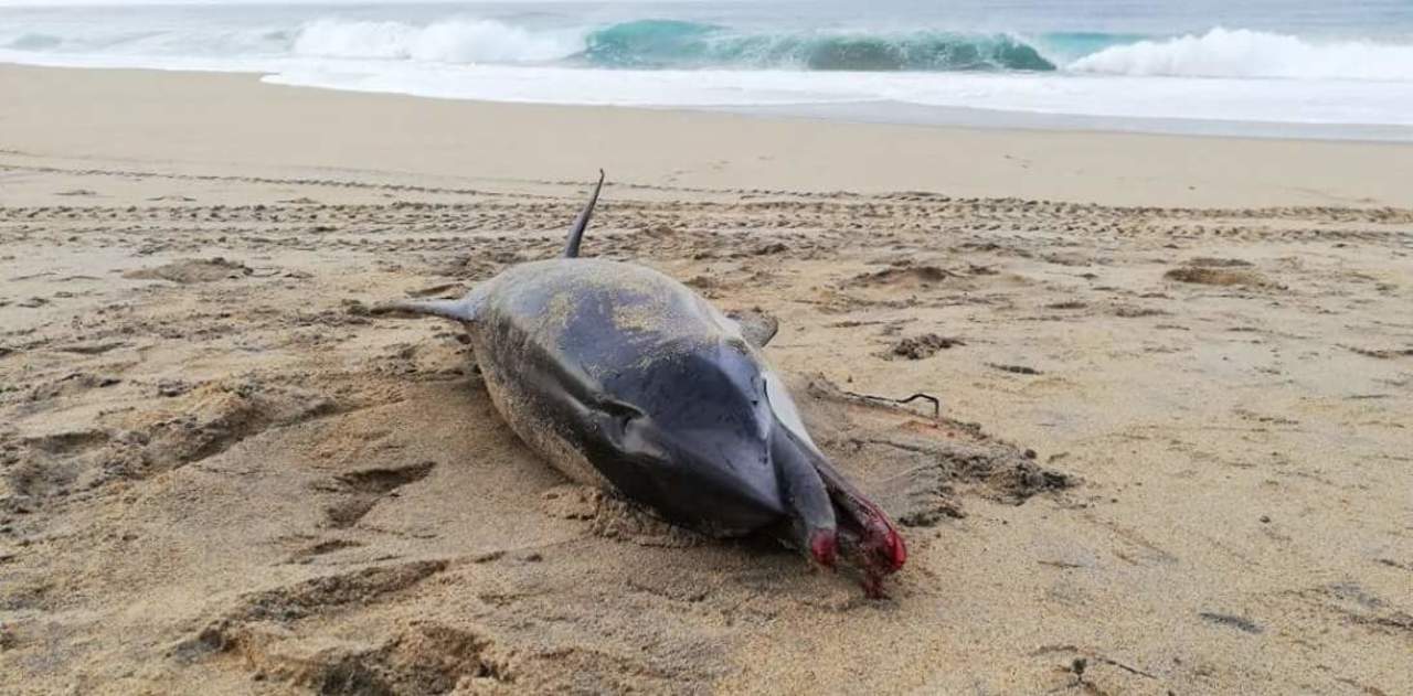 Encuentran delfín hembra muerto en Oaxaca; tenía golpes y fracturas. Noticias en tiempo real
