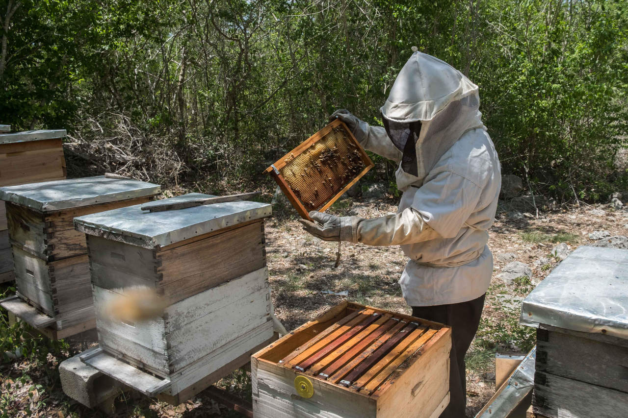 Mueren las abejas en apiarios de Quintana Roo. Noticias en tiempo real