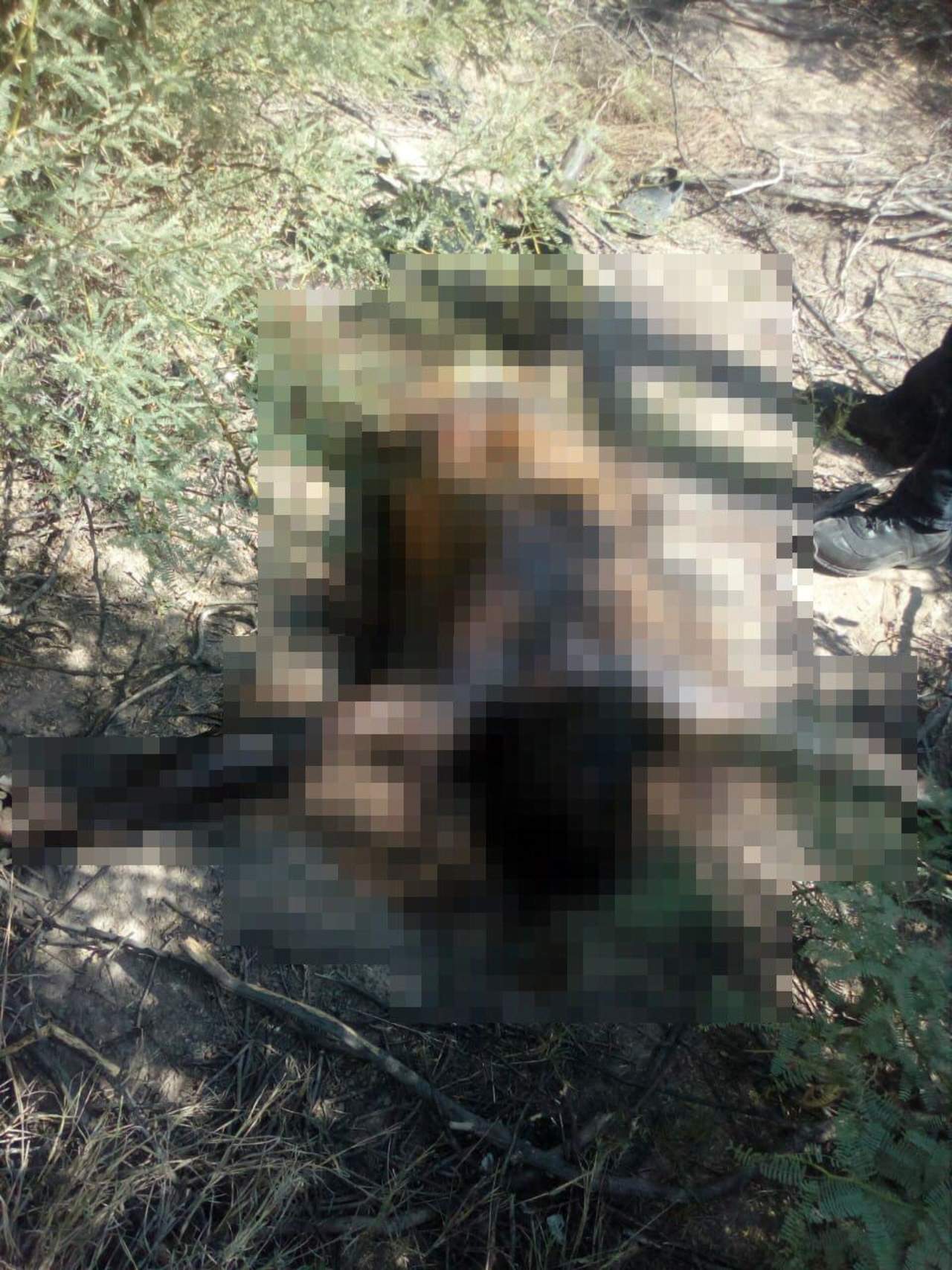 Encuentran cuerpo putrefacto en Torreón. Noticias en tiempo real