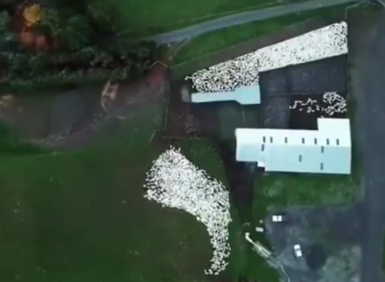 Hipnótico video de perro pastor y sus ovejas. Noticias en tiempo real