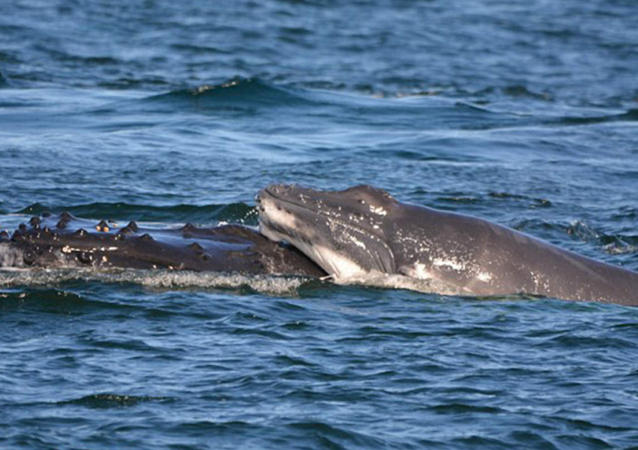 VIRAL: Delfines defienden a ballena y a su cría de otras ballenas. Noticias en tiempo real