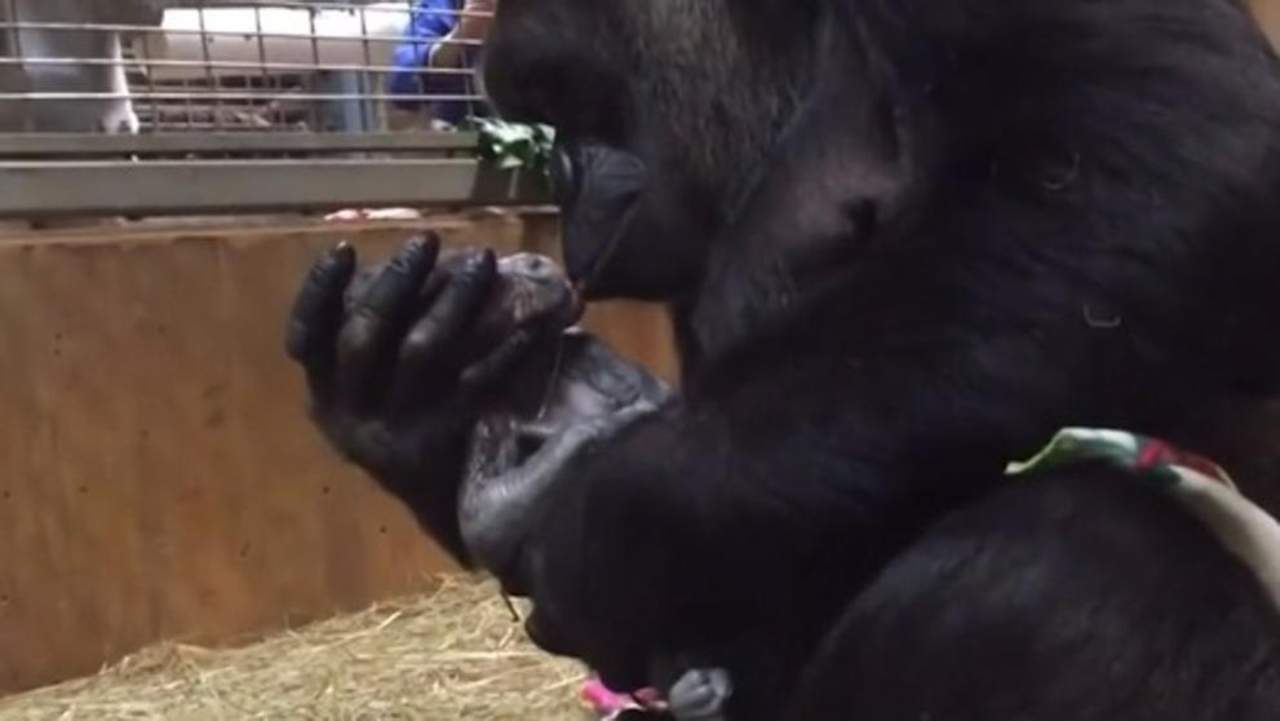VIRAL: La tierna escena de una gorila y su bebé recién nacido. Noticias en tiempo real