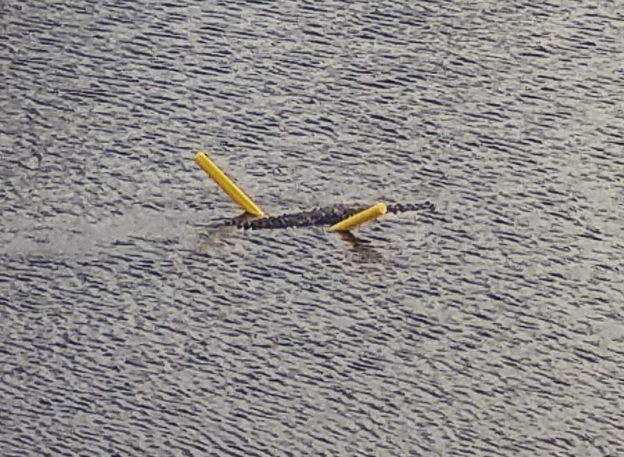 El cocodrilo que se subió a un flotador para nadar. Noticias en tiempo real