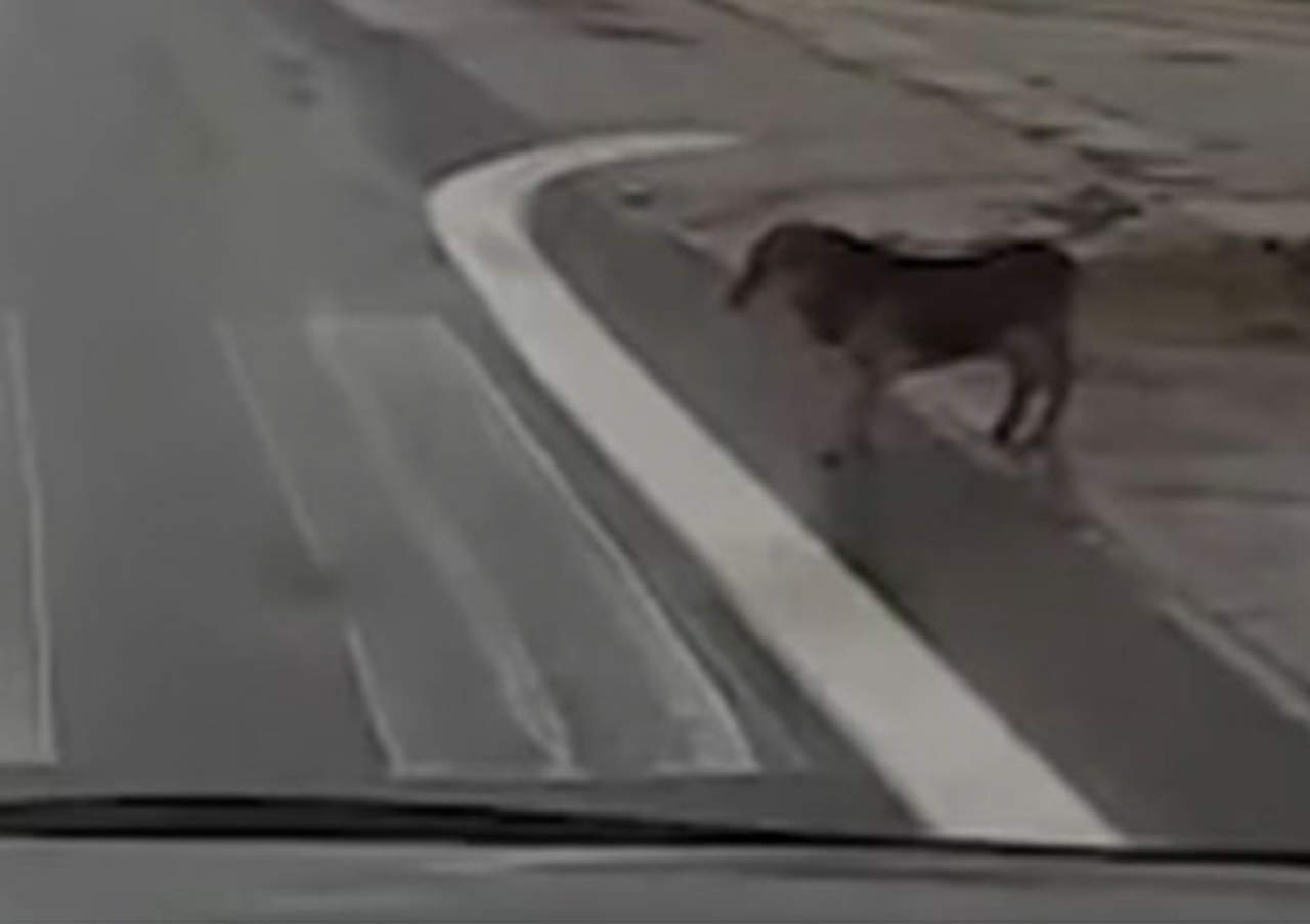 VIRAL: Perro callejero le pone el ejemplo a peatones. Noticias en tiempo real