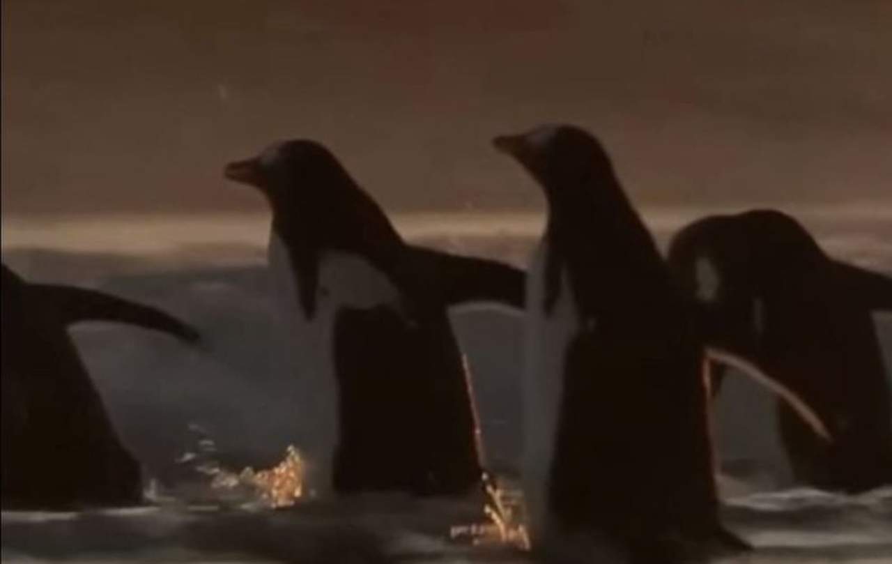 VIDEO: El viral enfrentamiento entre una langosta y un pingüino. Noticias en tiempo real