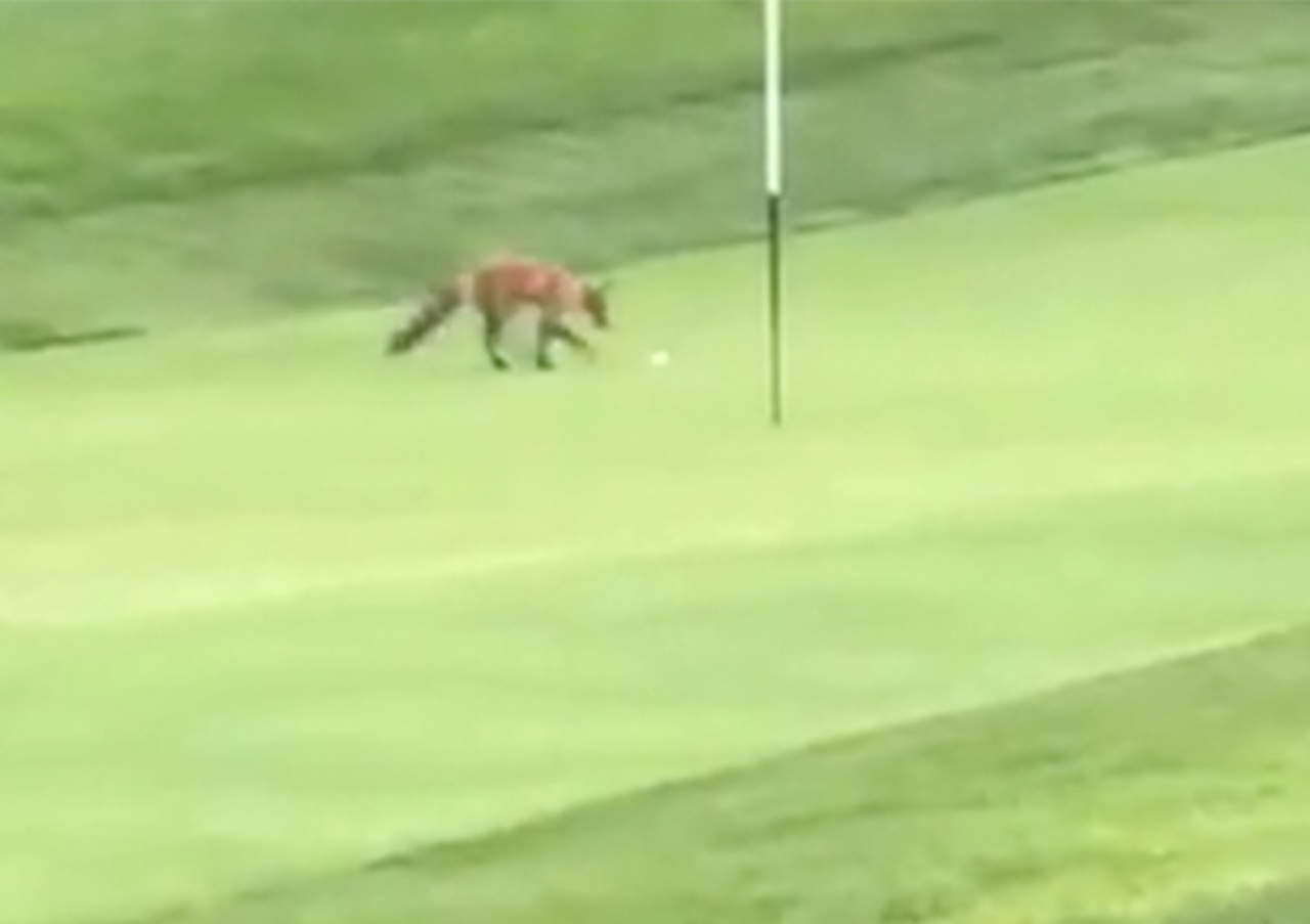 El zorro ladrón de pelotas de golf que se hizo viral. Noticias en tiempo real