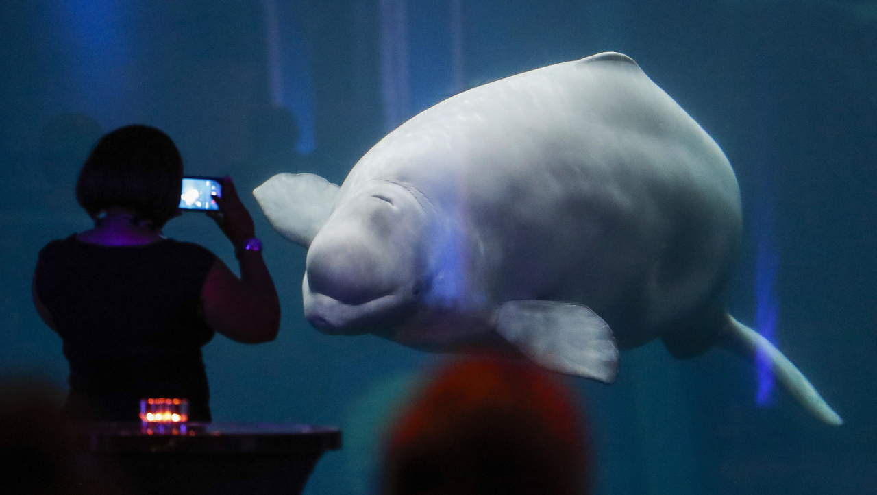 Ballenas beluga y las narvales también tienen menopausia. Noticias en tiempo real