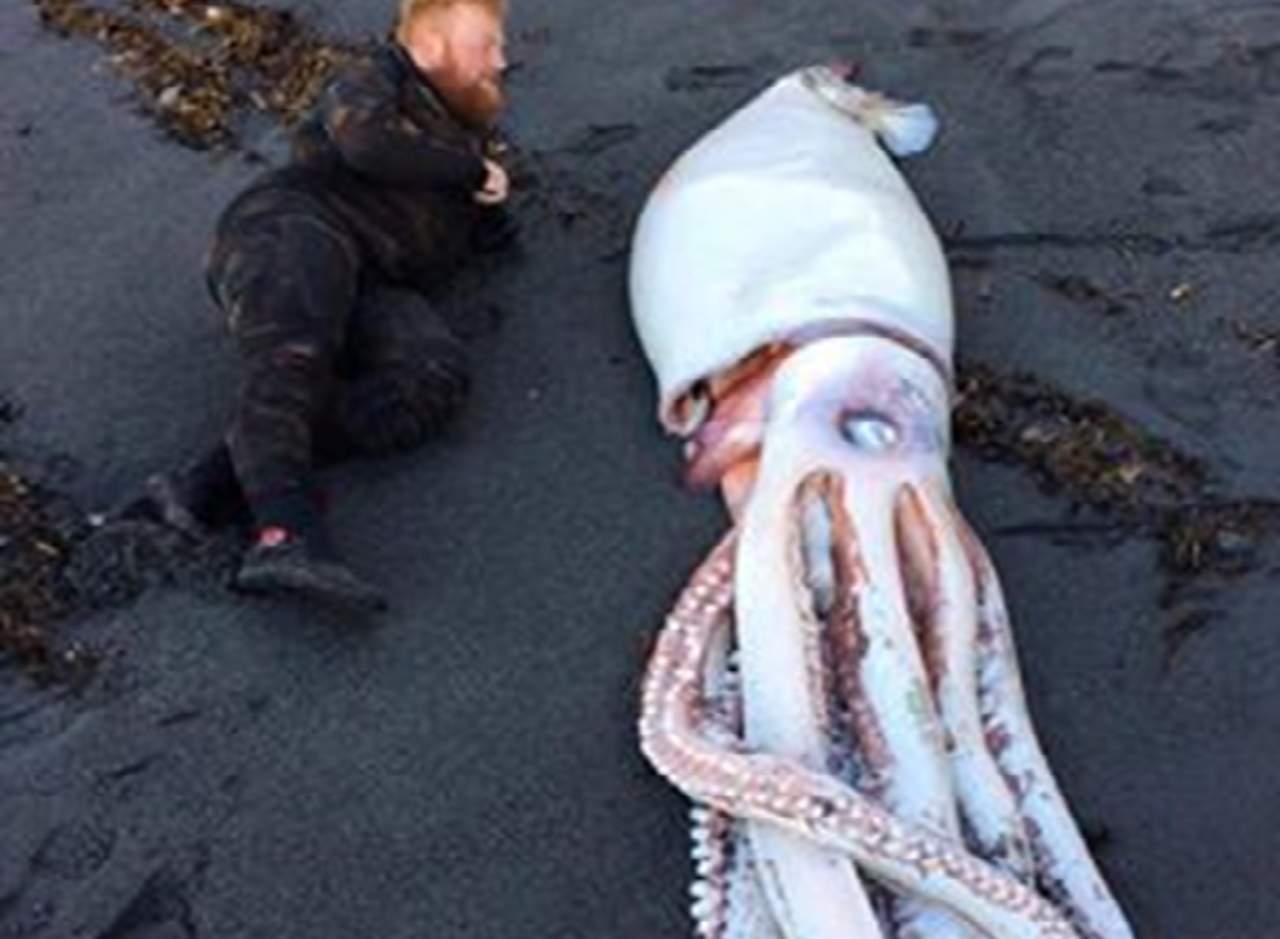 Sorprendente calamar gigante aparece en Nueva Zelanda. Noticias en tiempo real