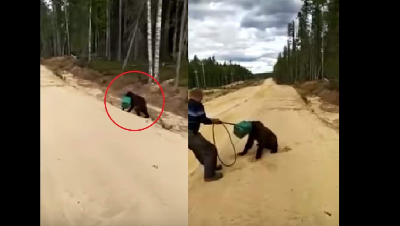 VIDEO: Buscan a oso con un bote atorado en su cabeza. Noticias en tiempo real