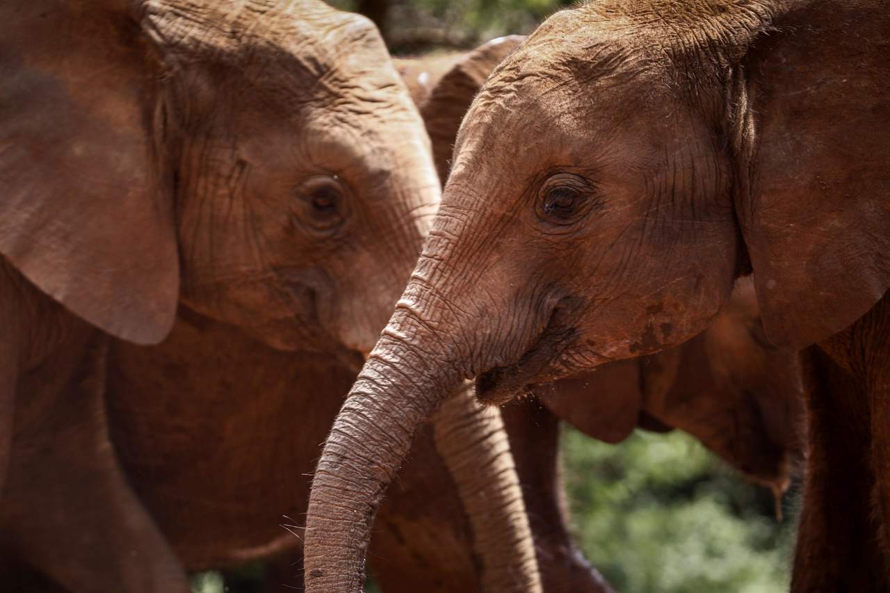 ¿Por qué se extinguieron los elefantes en Sudamérica?. Noticias en tiempo real