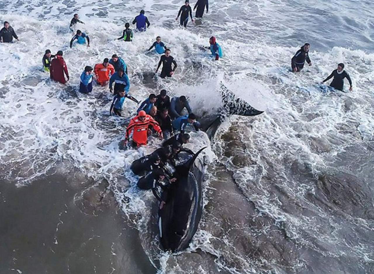 Voluntarios ayudan a regresar una orca al mar. Noticias en tiempo real