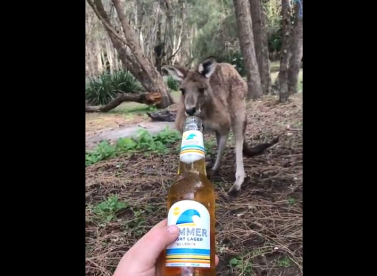 El canguro responsable que rechaza beber cerveza. Noticias en tiempo real