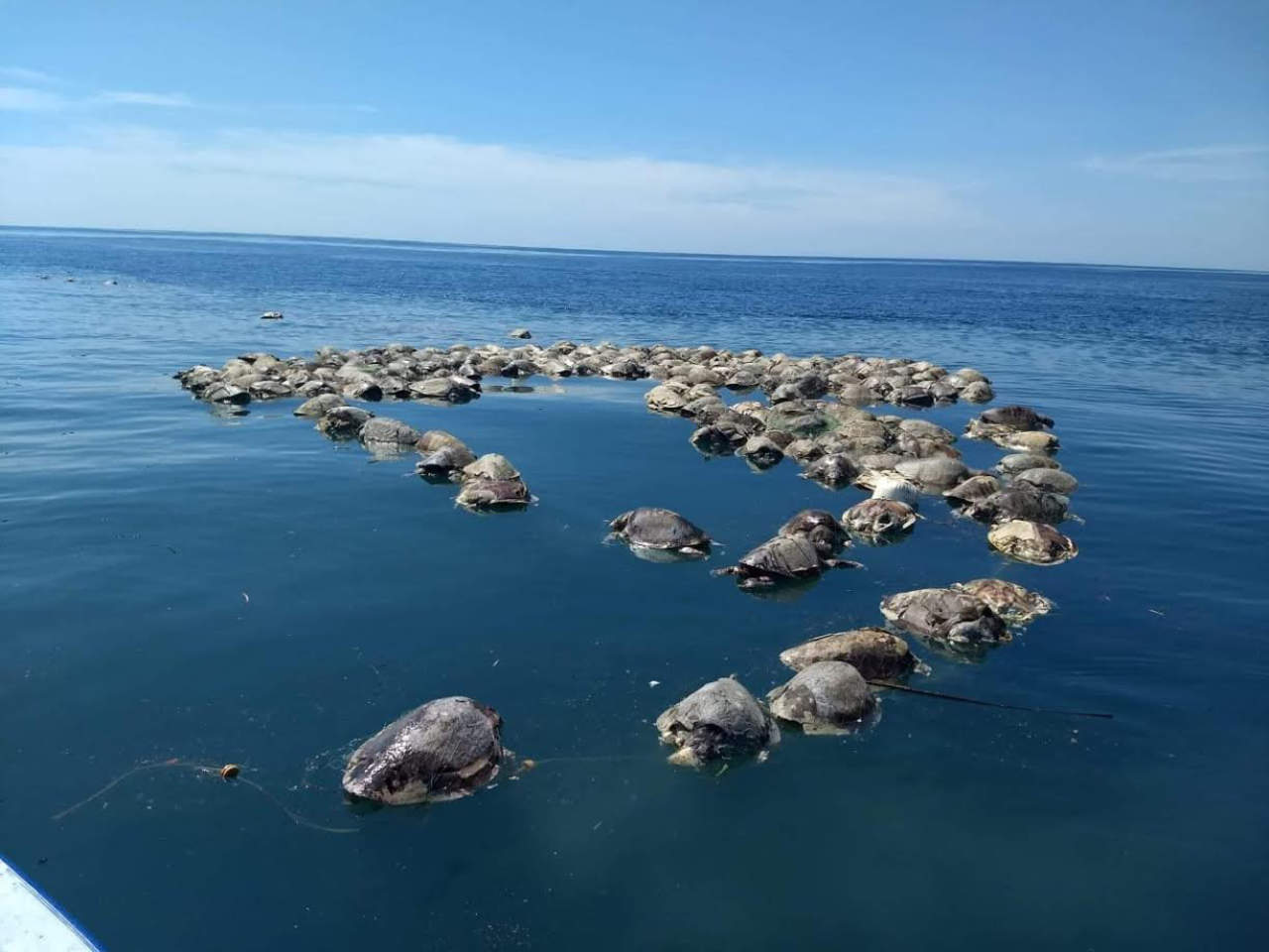 Mueren 350 tortugas marinas en Oaxaca. Noticias en tiempo real