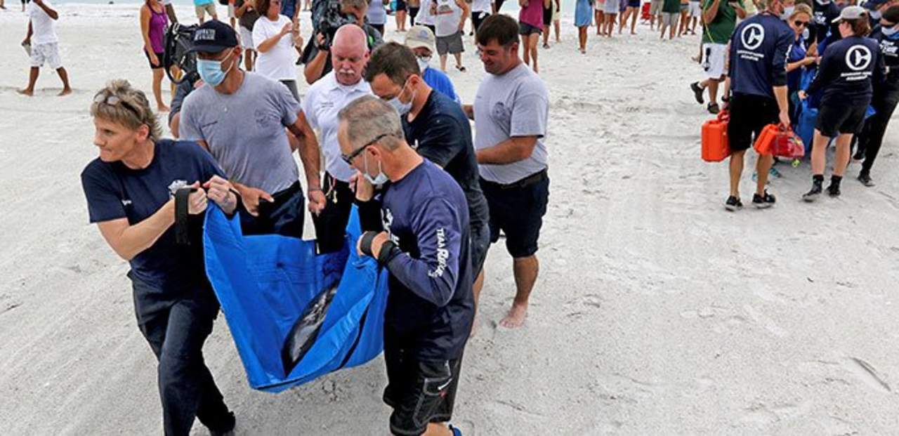 Rescatan a dos orcas pigmeas varadas en Florida. Noticias en tiempo real