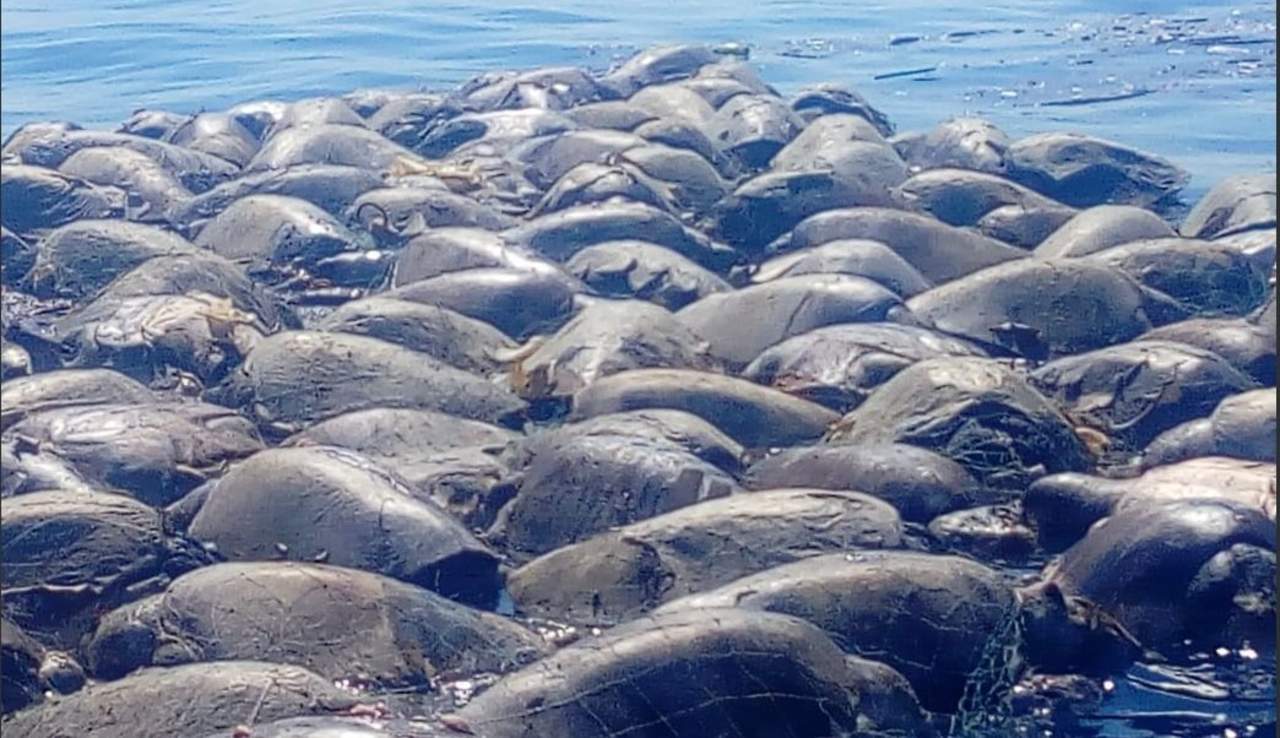 Sube a 380 las tortugas muertas por red de pesca ilegal en Oaxaca. Noticias en tiempo real