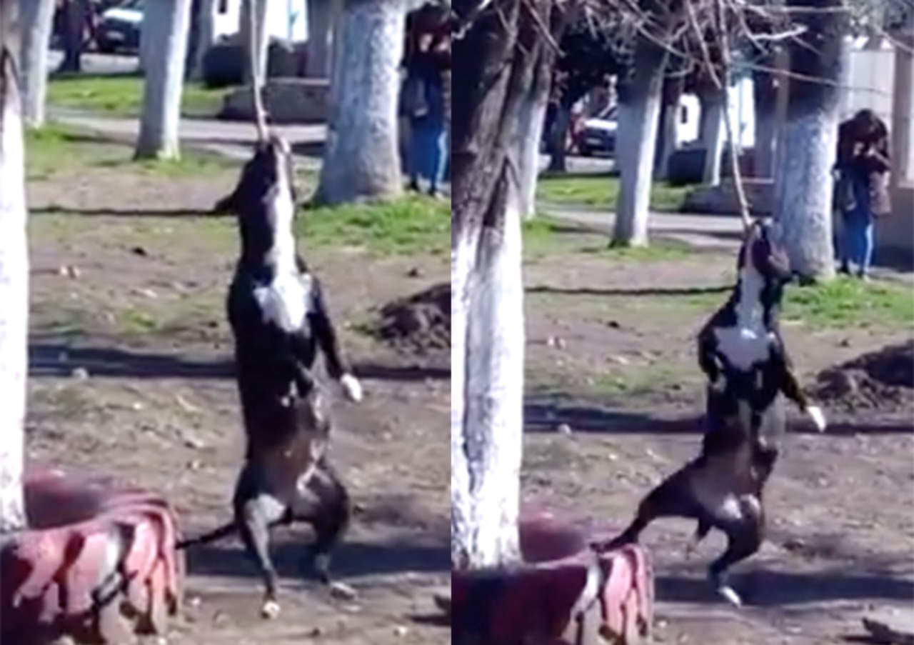 VIRAL: Perro se divierte con soga en parque y cautiva. Noticias en tiempo real
