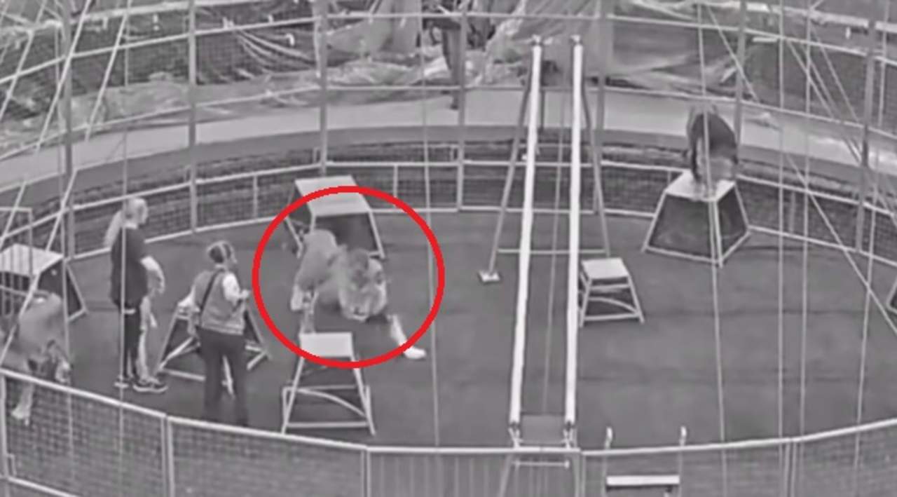 VIDEO: León ataca a domador en circo de Moscú. Noticias en tiempo real