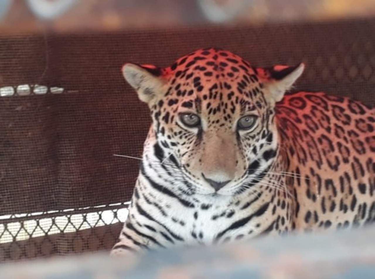 Rescatan a jaguar de un año en Quintana Roo. Noticias en tiempo real