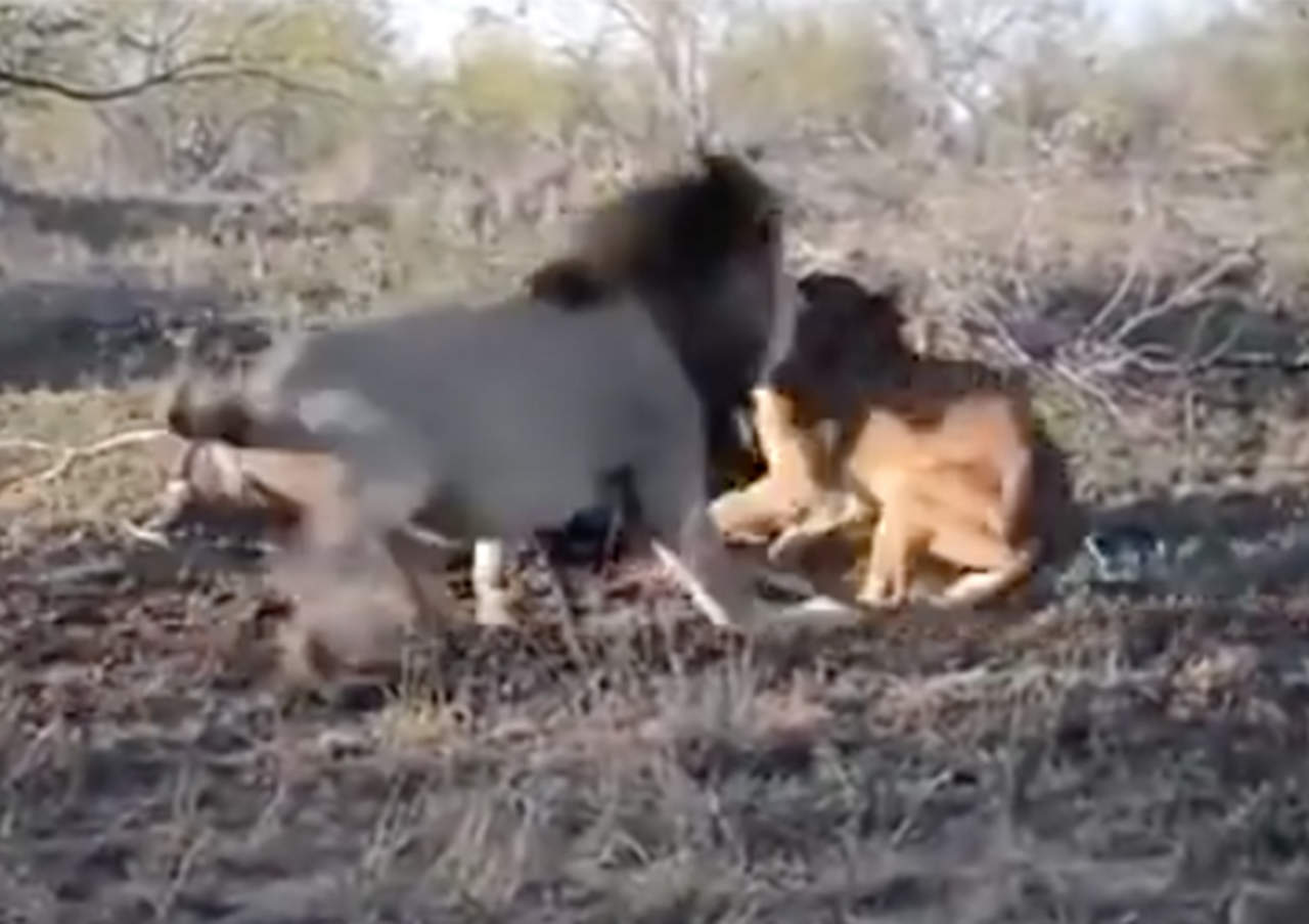 El ataque de dos leones a una hembra por una presa. Noticias en tiempo real