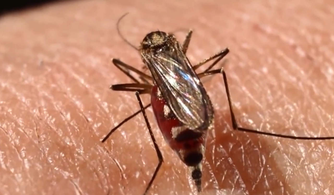 Confirman sólo un caso de dengue en La Laguna de Durango. Noticias en tiempo real