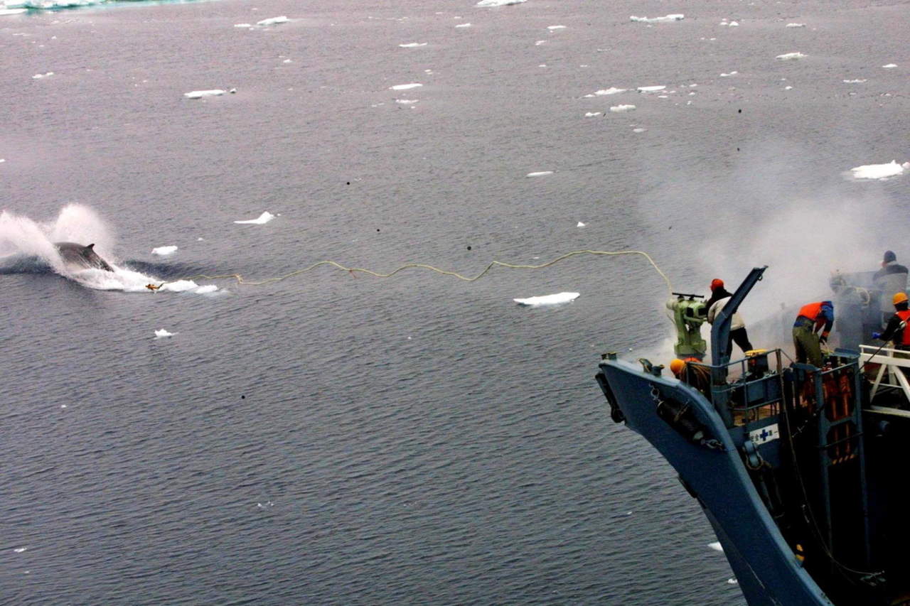 Japón cazó más de 50 ballenas en área protegida de Antártida: WWF. Noticias en tiempo real