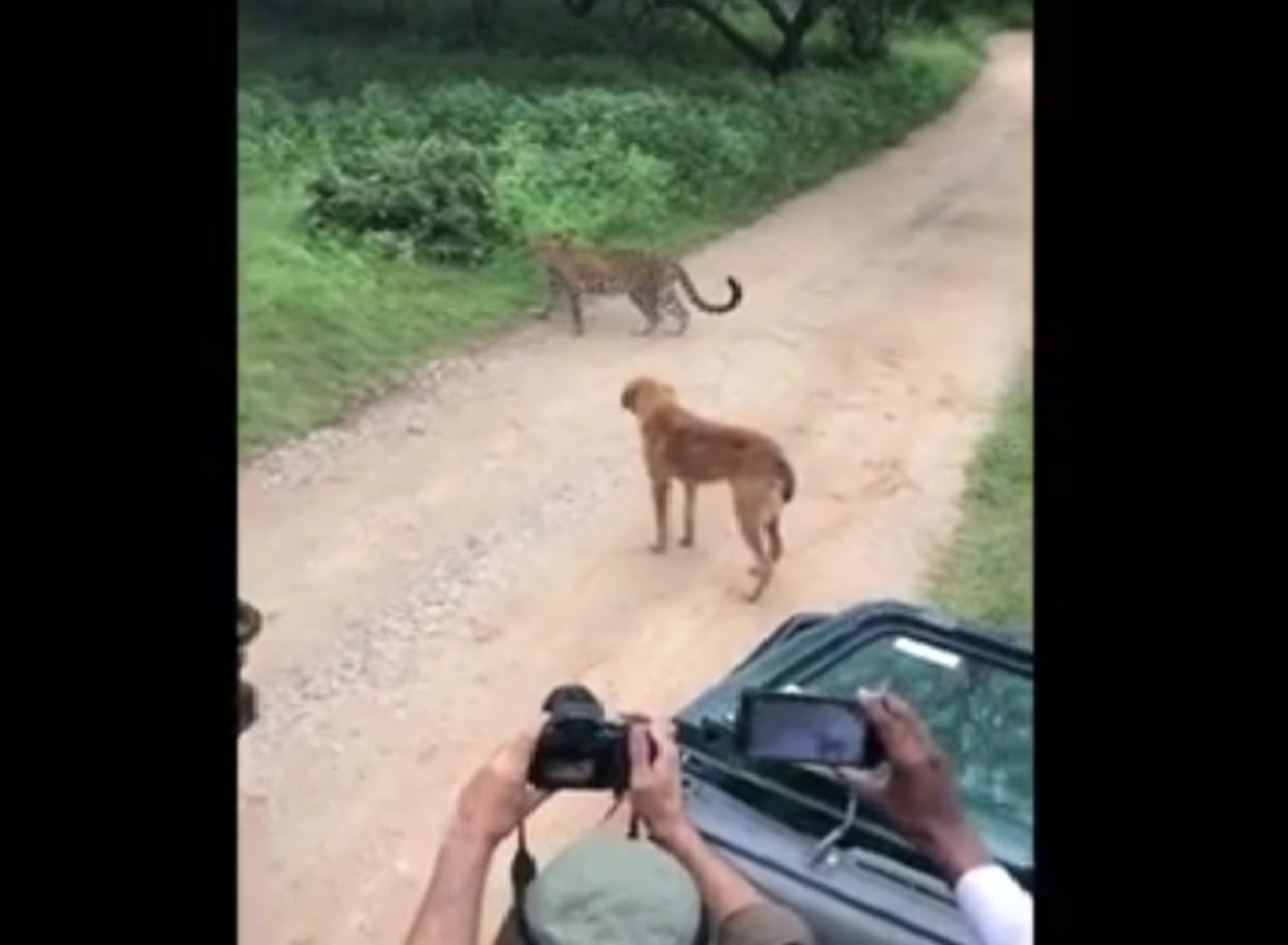 Un perro confronta a un leopardo frente a unos turistas. Noticias en tiempo real