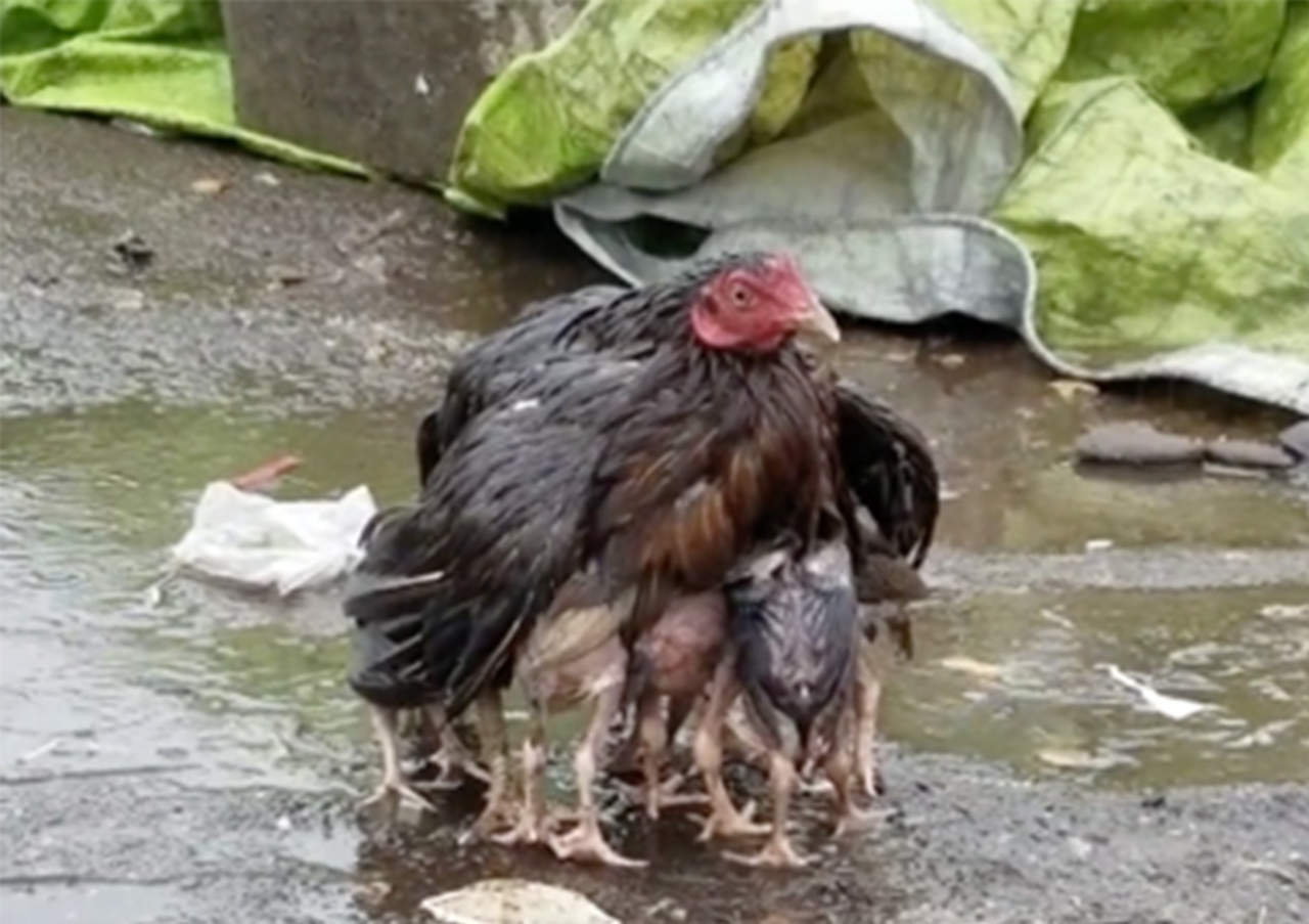 Mamá gallina protege a sus crías de la lluvia con sus alas. Noticias en tiempo real