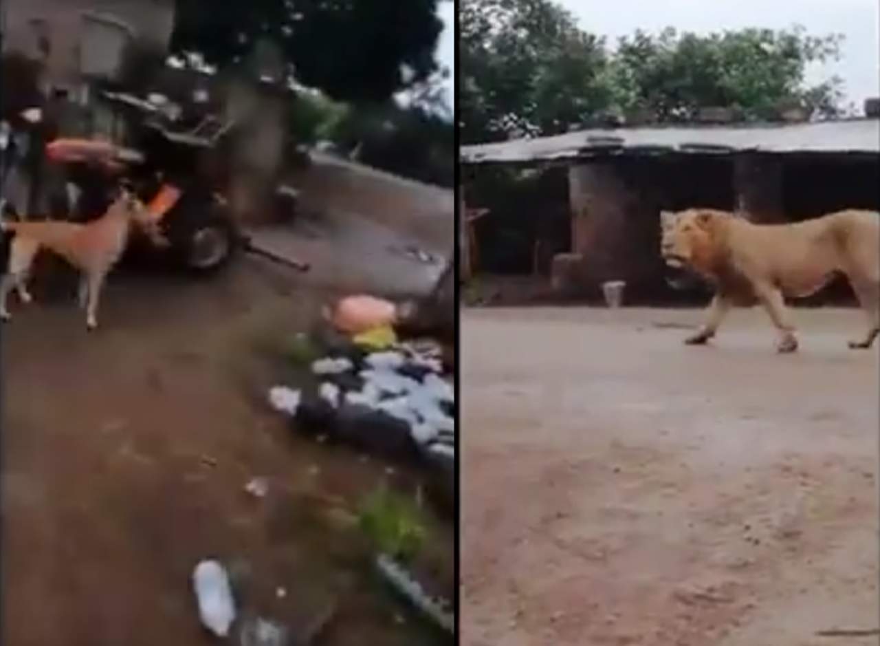 Un perro sorprende y ahuyenta a un león. Noticias en tiempo real