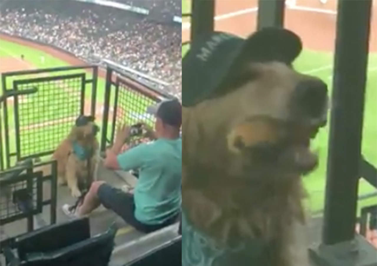El perro fotogénico que posa en partido de béisbol. Noticias en tiempo real