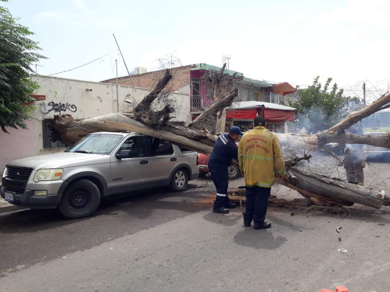 Cae árbol sobre camioneta en Gómez Palacio. Noticias en tiempo real