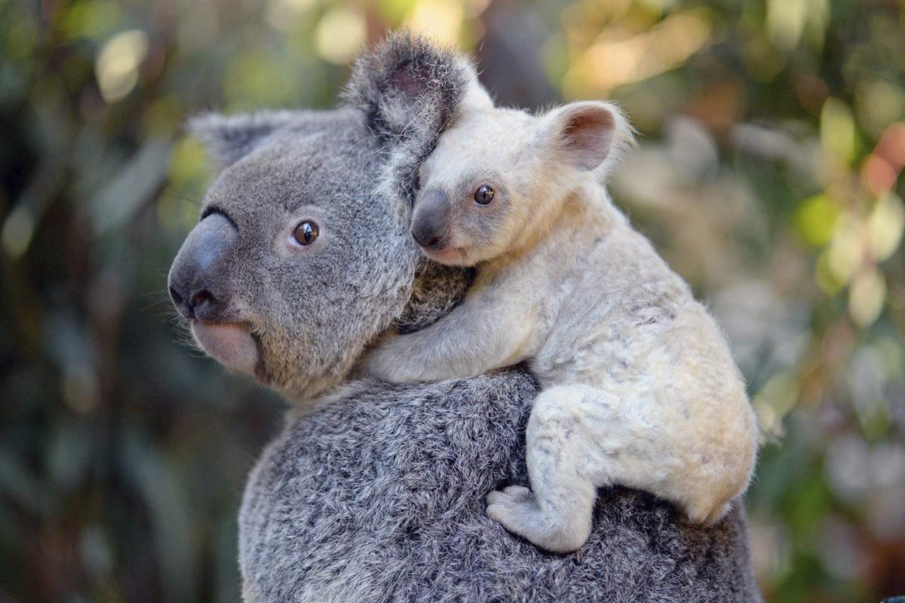 Tala de árboles puede acabar con los koalas. Noticias en tiempo real