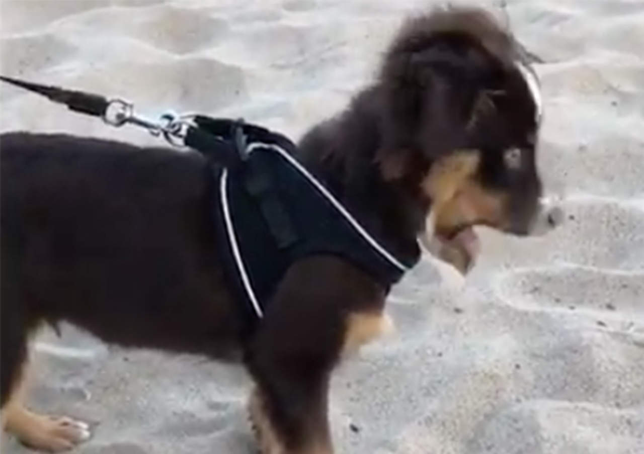 La reacción de cachorro al probar arena se hace viral. Noticias en tiempo real