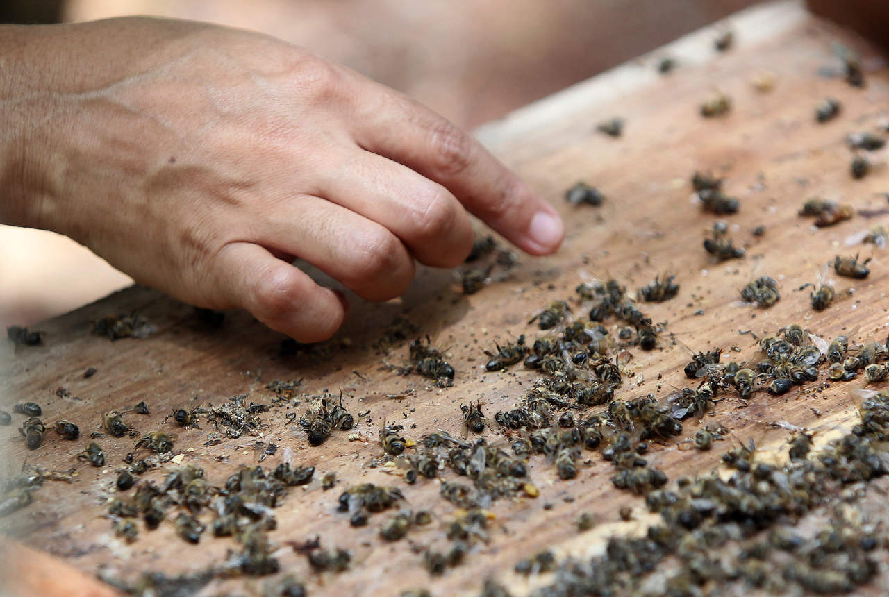 Señalan de injusto pago a apicultores por matanza de abejas en QR. Noticias en tiempo real
